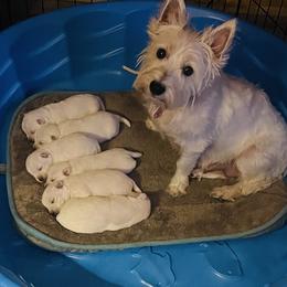 West Highland White Terriers from Joshua Olds
