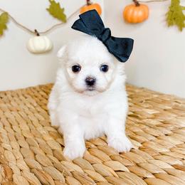 June - White female Maltese puppy in Morehead, Kentucky from Paw Perfect Pets