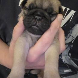 Girl 6 - Fawn female Pug puppy in Spokane, Washington from Kapelac's Royal Pugs