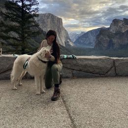Great Pyrenees All Grown Up from The Yosemite Pyrenees Ranch