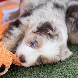 Lainey - Red merle female Australian Shepherd puppy in Ramona, California from Blue Moon Aussies