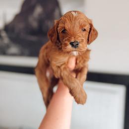 Pickles - Red  female Goldendoodle puppy in Billings, Montana from Montana Raised Doodles