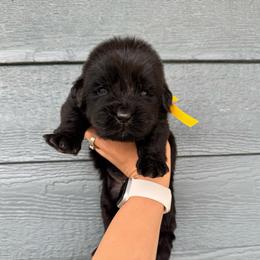Yellow boy - Black male Newfoundland puppy in Nevis, Minnesota from Faithful Acres Newfs