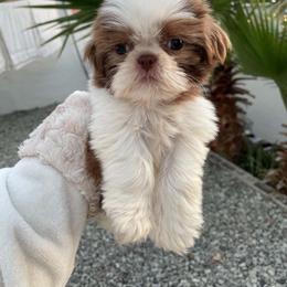Teddy - Gold and white male Shih Tzu puppy in Azusa, California from RJ Shih Tzu lover