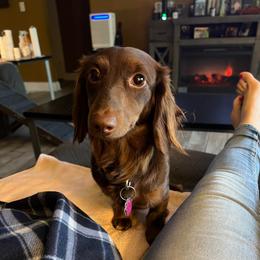 Molly - Dachshund