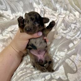 Blue collar - Black and cream female Dachshund puppy in Centralia, Washington from FairyTail Dachshunds