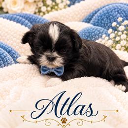 Atlas - Black and white male Shih Tzu puppy in Montgomery, Texas from Furbourne Farm
