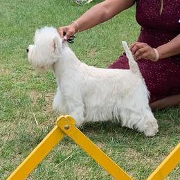 West Highland White Terriers from Snow drop