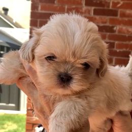 Daenerys  - Shih Tzu