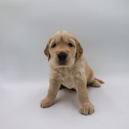 Golden Retriever Puppies from Wild Hearts Goldens