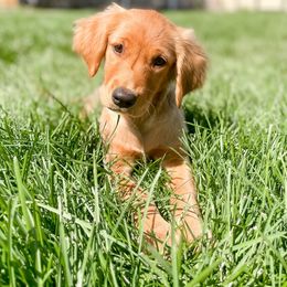 Golden Retriever Puppies from Mountain Reign Golden Retrievers
