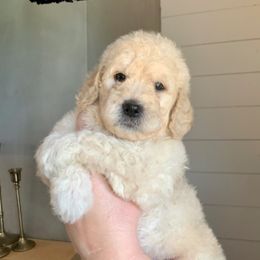 Goldendoodle Puppies from Blue Valley Goldendoodles
