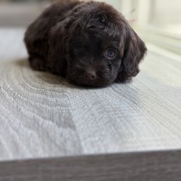 Cassidy - Brown female Cockapoo puppy in Palmdale, California from Pucci Pawfect
