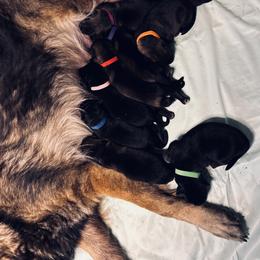 German Shepherd Puppies from Legacy K9’s