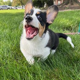 Pembroke Welsh Corgi Puppies from McGovern Family Corgis