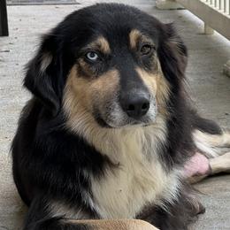 Nola - Australian Shepherd