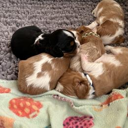 Cavalier King Charles Spaniel Puppies from Foster Cavaliers