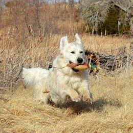 Hero - Golden Retriever