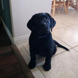 Labrador Retriever Puppies from Sweet As Sugar Labradors