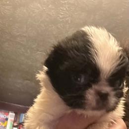 Girl 1 - Black and white female Japanese Chin puppy in Elkview, West Virginia from Almost Heaven