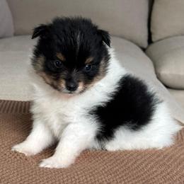 Boy 1 - Tri-colored male Pomeranian puppy in Meridian, Idaho from Idaho_poms
