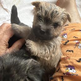 Girl 1 - female Cairn Terrier puppy in Terrebonne, Oregon from Central Oregon Cairn Terriers