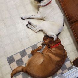 Chinese Shar-Pei puppies from Sheriff Shar-pei's