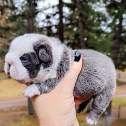 Elsa - Fawn and white female French Bulldog puppy in Columbia Falls, Montana from Glacier French Bulldogs of Montana