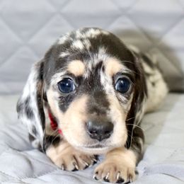 Duey - Dapple male Dachshund puppy in Raleigh, North Carolina from McLovin Doxies