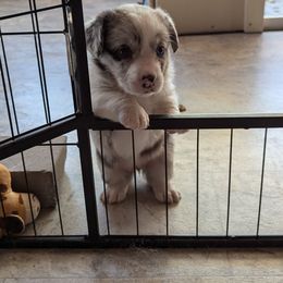 Cardigan Welsh Corgi Puppies from Smoky Tails Corgis