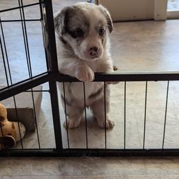 Cardigan Welsh Corgi Puppies from Smoky Tails Corgis