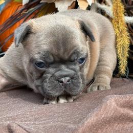 Elsa - Blue fawn female French Bulldog puppy in Miami, Oklahoma from Cassie’s Frenchie Palace