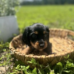 Jack - Black and tan male Dachshund puppy in Live Oak, Florida from Suwannee River Doxies