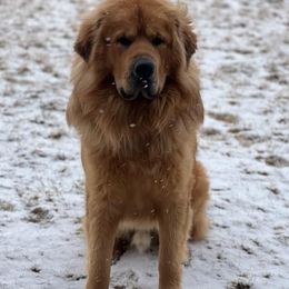 Moose - Tibetan Mastiff