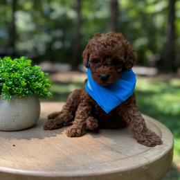 Carolina - Red  female Goldendoodle puppy in Alamance County, North Carolina from Doodle Squad Puppies