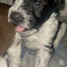 Marlo - Parti male Miniature Schnauzer puppy in Troutdale, Oregon from Krystle's Miniature Schnauzers