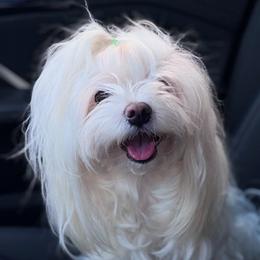 Maltese and Maltipoos from Iuliia Savisheva