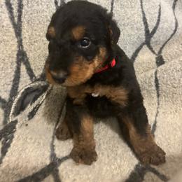 Mr Red - Black and tan male Airedale Terrier puppy in Huntersville, North Carolina from Cool Hand Luke Kennels