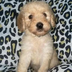 Boxers and Goldendoodles from Grayson Boxers