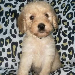 Boxers and Goldendoodles from Grayson Boxers