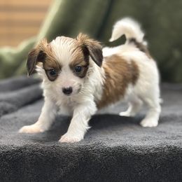 Dixie - Red white and sable female Papillon puppy in Bowling Green, Kentucky from Tiffany's Papillons