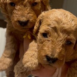 French Bulldogs and Poodles from Beautifulbabypups