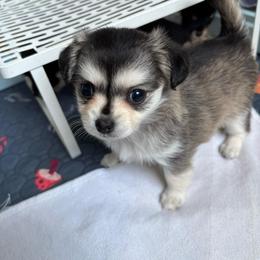 Dolly - Black sabled silver female Chihuahua puppy in Monterey, Virginia from Blue Grass Valley Chihuahuas