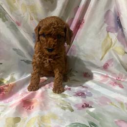 Pink Collar - Red  female Poodle puppy in Anaheim, California from SoCal Toy Poodles