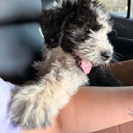Lulu - Black and white female Old English Sheepdog puppy in Acton, California from Fab OES