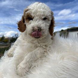 Goldendoodle Puppies from Bryce Valley Breeding