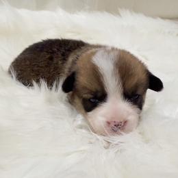 Juliet - Sable female Pembroke Welsh Corgi puppy in El Dorado Springs, Missouri from Trixie Dixie