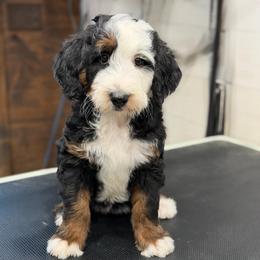 Bagel - Tri-color female Bernedoodle puppy in El Campo, Texas from Little Fur Friends Bernedoodles