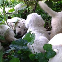 Golden Retriever Puppies from Family Raised Goldens