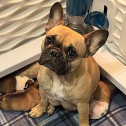 Abbie - French Bulldog